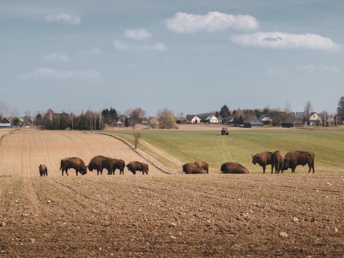 Lesna 21 Dom Poludnie Przy Puszcza Bialowieska Luka 外观 照片